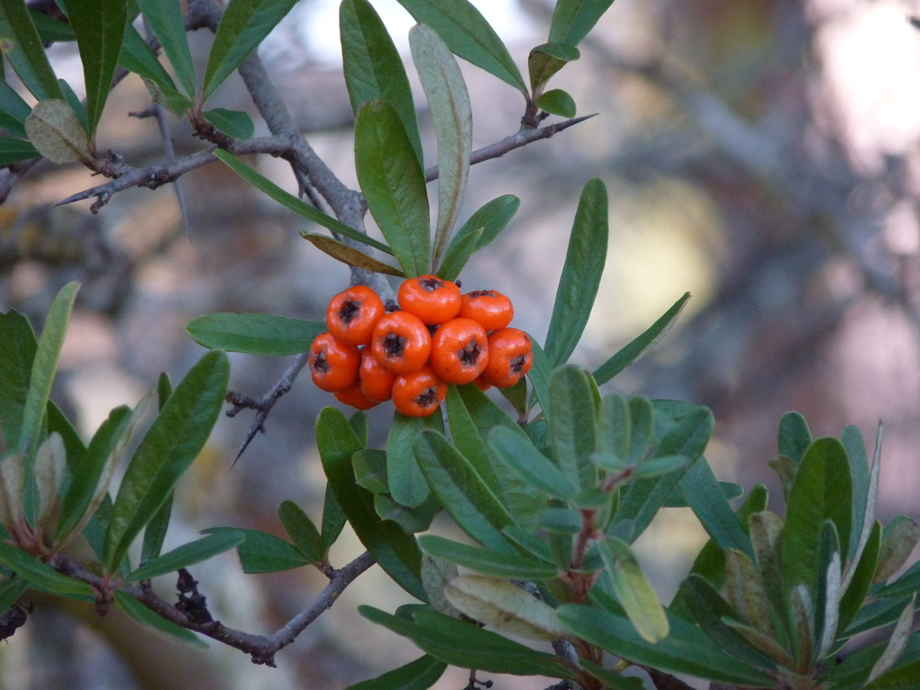 No s'ha trobat l'arxiu